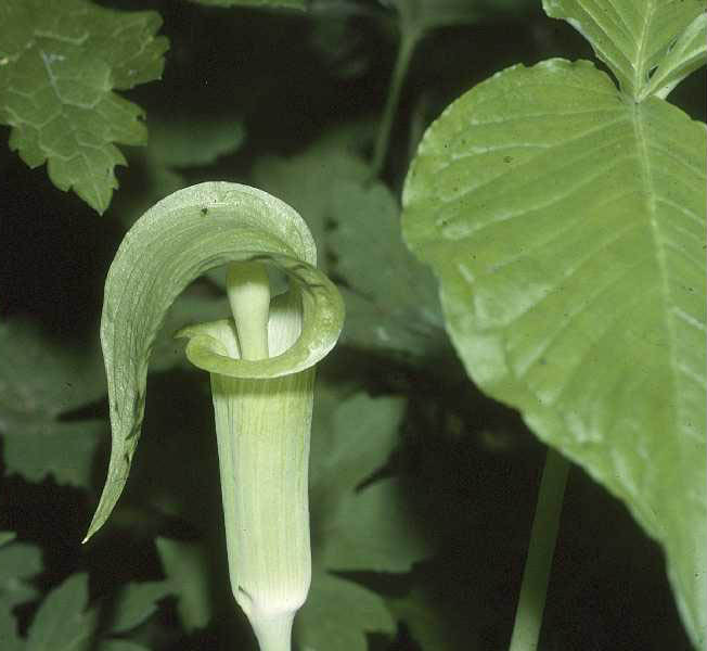 Arisaema triphyllum